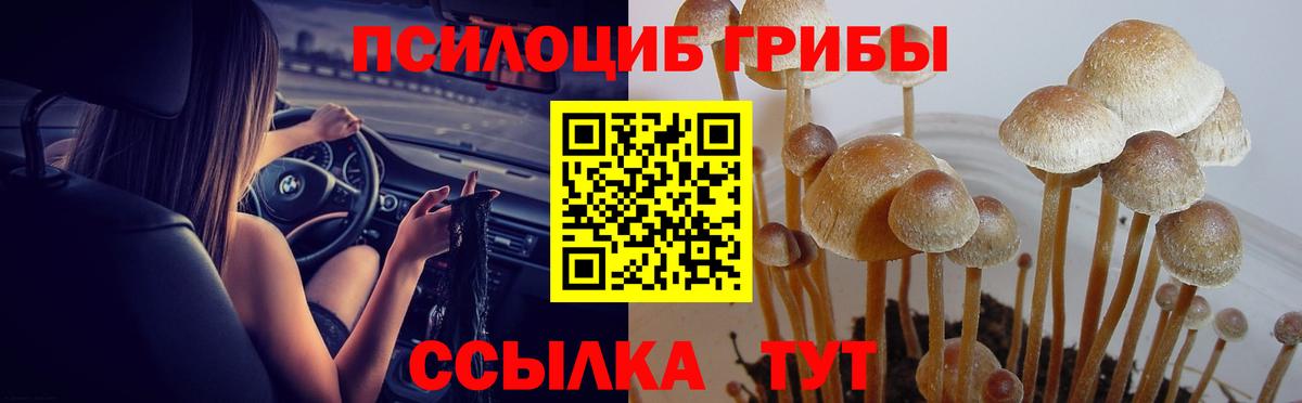 Псилоцибиновые грибы прущие грибы Свободный